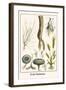 Fruit Skeletons-Albertus Seba-Framed Art Print