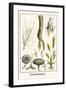 Fruit Skeletons-Albertus Seba-Framed Art Print