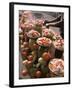 Fruit Stall, Delhi, India-John Henry Claude Wilson-Framed Photographic Print