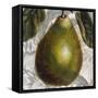 Fruit Study II-Dennis Carney-Framed Stretched Canvas