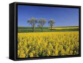 Fruit Tree Blossom and Rape Field in Spring, Tubingen, Baden Wurttemberg, Germany, Europe-Markus Lange-Framed Stretched Canvas