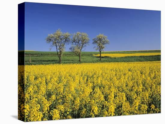 Fruit Tree Blossom and Rape Field in Spring, Tubingen, Baden Wurttemberg, Germany, Europe-Markus Lange-Stretched Canvas
