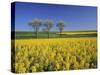 Fruit Tree Blossom and Rape Field in Spring, Tubingen, Baden Wurttemberg, Germany, Europe-Markus Lange-Stretched Canvas