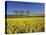 Fruit Tree Blossom and Rape Field in Spring, Tubingen, Baden Wurttemberg, Germany, Europe-Markus Lange-Stretched Canvas