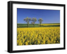 Fruit Tree Blossom and Rape Field in Spring, Tubingen, Baden Wurttemberg, Germany, Europe-Markus Lange-Framed Photographic Print