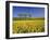 Fruit Tree Blossom and Rape Field in Spring, Tubingen, Baden Wurttemberg, Germany, Europe-Markus Lange-Framed Photographic Print