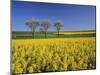 Fruit Tree Blossom and Rape Field in Spring, Tubingen, Baden Wurttemberg, Germany, Europe-Markus Lange-Mounted Photographic Print