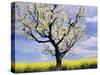 Fruit Tree Blossom and Rape Field in Spring-Markus Lange-Stretched Canvas