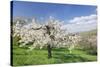 Fruit-Tree Blossom, Strumpfelbach, Baden Wurttemberg, Germany-Markus Lange-Stretched Canvas