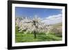 Fruit-Tree Blossom, Strumpfelbach, Baden Wurttemberg, Germany-Markus Lange-Framed Photographic Print