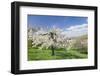 Fruit-Tree Blossom, Strumpfelbach, Baden Wurttemberg, Germany-Markus Lange-Framed Photographic Print