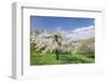 Fruit-Tree Blossom, Strumpfelbach, Baden Wurttemberg, Germany-Markus Lange-Framed Photographic Print