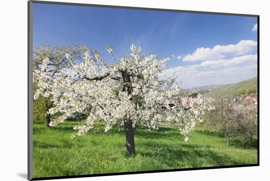 Fruit-Tree Blossom, Strumpfelbach, Baden Wurttemberg, Germany-Markus Lange-Mounted Photographic Print