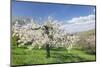 Fruit-Tree Blossom, Strumpfelbach, Baden Wurttemberg, Germany-Markus Lange-Mounted Photographic Print