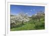 Fruit-Tree Blossom, Strumpfelbach, Baden Wurttemberg, Germany-Markus Lange-Framed Photographic Print