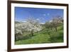 Fruit-Tree Blossom, Strumpfelbach, Baden Wurttemberg, Germany-Markus Lange-Framed Photographic Print