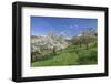 Fruit-Tree Blossom, Strumpfelbach, Baden Wurttemberg, Germany-Markus Lange-Framed Photographic Print