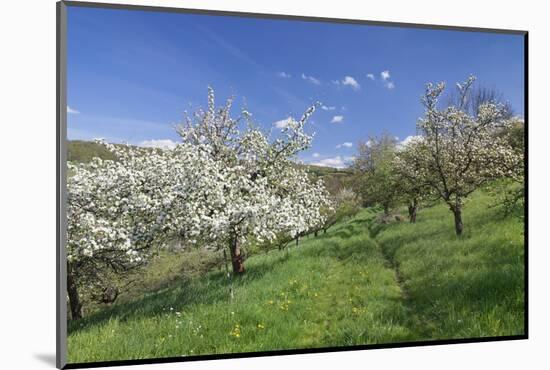 Fruit-Tree Blossom, Strumpfelbach, Baden Wurttemberg, Germany-Markus Lange-Mounted Photographic Print