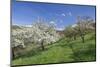 Fruit-Tree Blossom, Strumpfelbach, Baden Wurttemberg, Germany-Markus Lange-Mounted Photographic Print