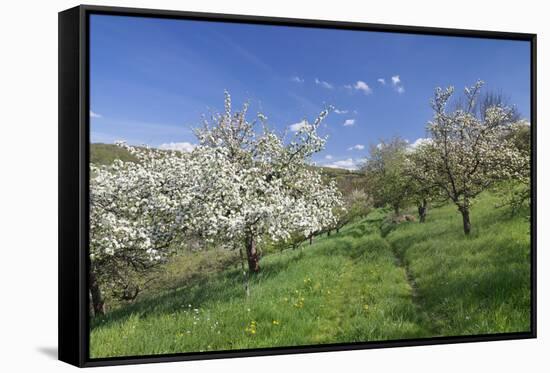 Fruit-Tree Blossom, Strumpfelbach, Baden Wurttemberg, Germany-Markus Lange-Framed Stretched Canvas