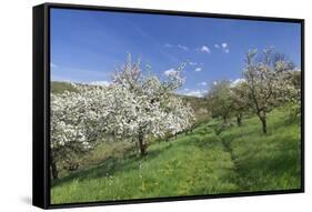 Fruit-Tree Blossom, Strumpfelbach, Baden Wurttemberg, Germany-Markus Lange-Framed Stretched Canvas