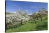 Fruit-Tree Blossom, Strumpfelbach, Baden Wurttemberg, Germany-Markus Lange-Stretched Canvas