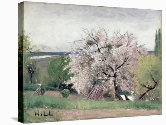 Fruit Tree in Blossom, Bois-Le-Roi-Carl Fredrik Hill-Stretched Canvas