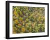 Fruit Trees Grove near Lucardo-Guido Cozzi-Framed Photographic Print