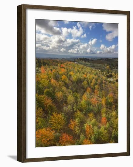 Fruit Trees Grove near Lucardo-Guido Cozzi-Framed Photographic Print