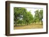 Fruit trees near Merzkirchen, Saargau, Rhineland-Palatinate, Germany, Europe-Hans-Peter Merten-Framed Photographic Print