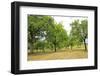 Fruit trees near Merzkirchen, Saargau, Rhineland-Palatinate, Germany, Europe-Hans-Peter Merten-Framed Photographic Print