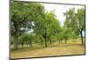 Fruit trees near Merzkirchen, Saargau, Rhineland-Palatinate, Germany, Europe-Hans-Peter Merten-Mounted Photographic Print