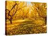 Fruit Trees Shed their Leaves after Harvest in Washington's Yakima Valley, Washington, Usa-Richard Duval-Stretched Canvas