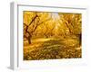 Fruit Trees Shed their Leaves after Harvest in Washington's Yakima Valley, Washington, Usa-Richard Duval-Framed Photographic Print