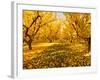 Fruit Trees Shed their Leaves after Harvest in Washington's Yakima Valley, Washington, Usa-Richard Duval-Framed Photographic Print