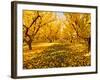 Fruit Trees Shed their Leaves after Harvest in Washington's Yakima Valley, Washington, Usa-Richard Duval-Framed Photographic Print