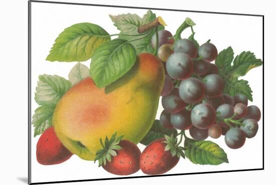 Fruit-Found Image Press-Mounted Giclee Print
