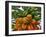 Fruit-Eduardo Camoes-Framed Giclee Print