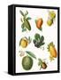 Fruit-English School-Framed Stretched Canvas