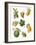 Fruit-English School-Framed Giclee Print