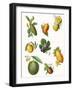 Fruit-English School-Framed Giclee Print