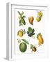 Fruit-English School-Framed Giclee Print