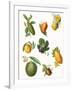 Fruit-English School-Framed Giclee Print