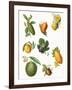 Fruit-English School-Framed Giclee Print