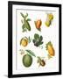 Fruit-English School-Framed Giclee Print