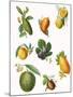 Fruit-English School-Mounted Giclee Print