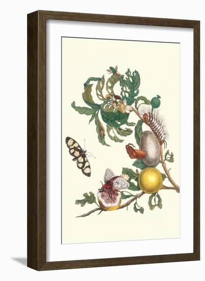 Fruiting Guava and Stinging Caterpillar-Maria Sibylla Merian-Framed Art Print