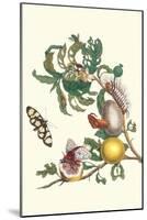 Fruiting Guava and Stinging Caterpillar-Maria Sibylla Merian-Mounted Art Print
