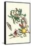 Fruiting Guava and Stinging Caterpillar-Maria Sibylla Merian-Framed Stretched Canvas