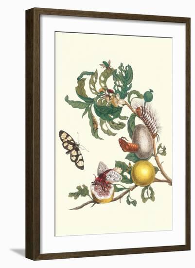 Fruiting Guava and Stinging Caterpillar-Maria Sibylla Merian-Framed Art Print